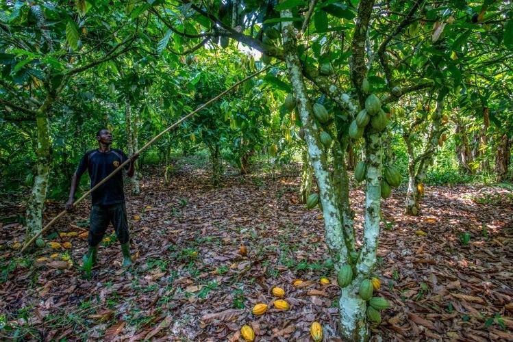 Can blockchain technology help Côte d’Ivoire's cocoa sector? Pic: ConfectioneryNews