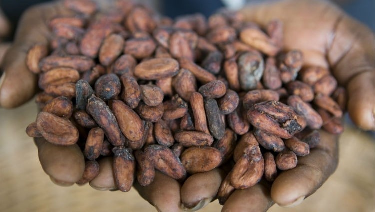The new cocoa floor price must benefit impoverished farmers, coalition demands. Pic: Cargill 