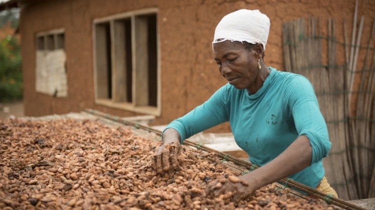 A Fairtrade Foundation cocoa farmer in Ghana drying her cocoa beans. Pic: Fairtrade Foundation