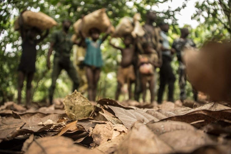 A new report by NORC assesses the efforts by the cocoa industry to reduce child labour in West Africa Pic: Green America