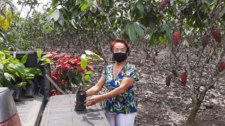 Cocoa Horizons farmer Nélida Morán Reyes receives new cocoa seedlings to start training in Good Agricultural Practices. Pic: Barry Callebaut Group