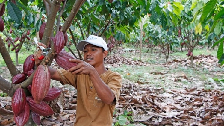 Cocoa production in Indonesia is on the rise. Pic: CAA