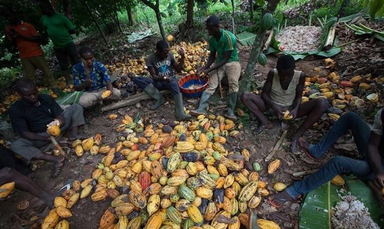 Cote d'Ivoire is reported to be pushing for an increase in the domestic processing capacity from its cocoa. 
