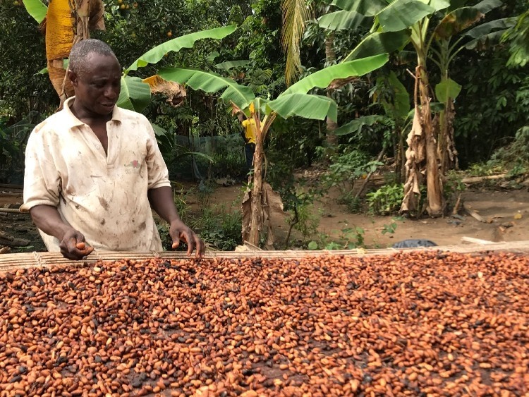 A Cote d'Ivoire cocoa farmer checks his crop. Pic: Kristy Leissle
