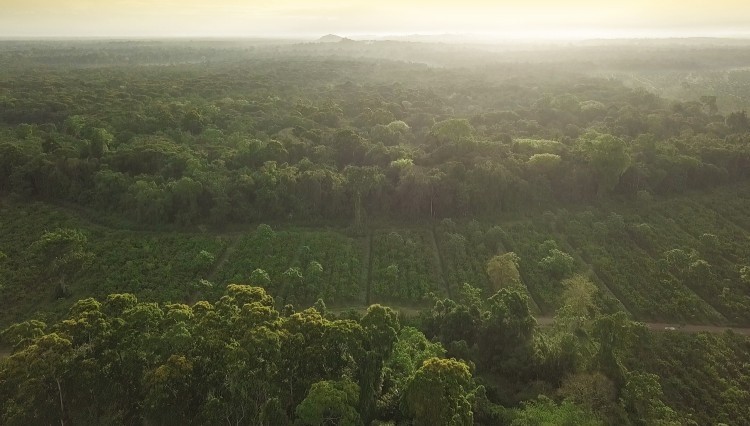 Ritter Sport's uncultivated forest on its cocoa farm in Nicaragua. Pic: Ritter Sport