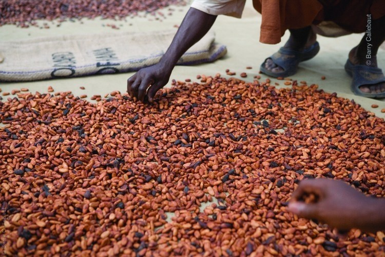  Cocoa Horizons cocoa and chocolate products sold by Barry Callebaut come with a premium that is used to help improve the livelihoods of cocoa farmers and their communities. Pic: Barry Callebaut