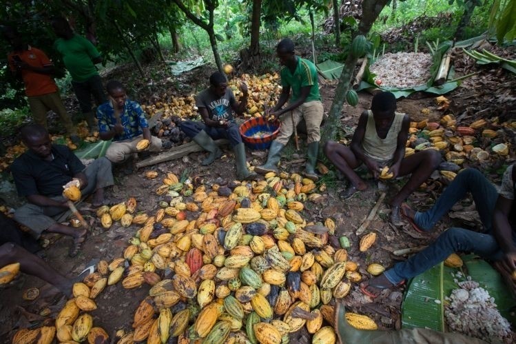 Fairtrade cocoa famers receive an extra premium for their beans. Pic: Fairtrade America