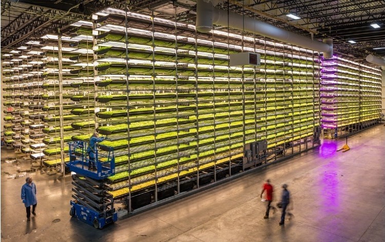 AeroFarms is a leader in indoor vertical farming while championing transformational innovation for agriculture. Pic: AeroFarms