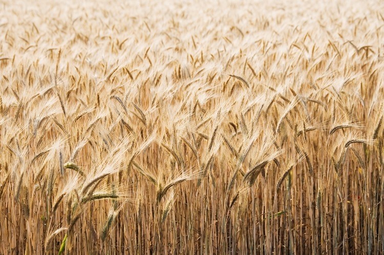 The price of wheat has climbed by 50%, the BDSI reported. Pic: GettyImages