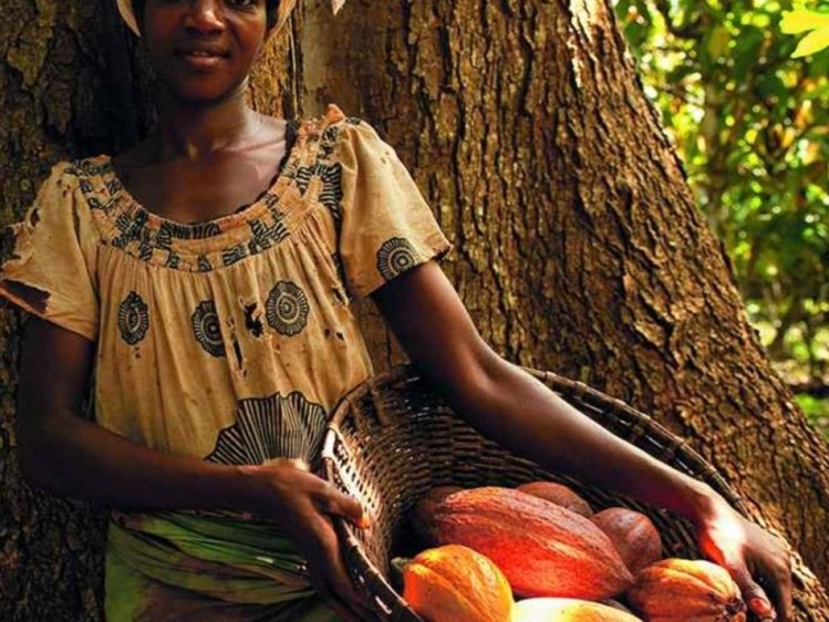 Female cocoa farmers are set to benefit through Nestlé's new plan. Pic: Nestlé