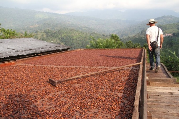 Most of the cacao produced in Colombia is consumed internally, and a small portion is exported. Pic: Cacao for Peace