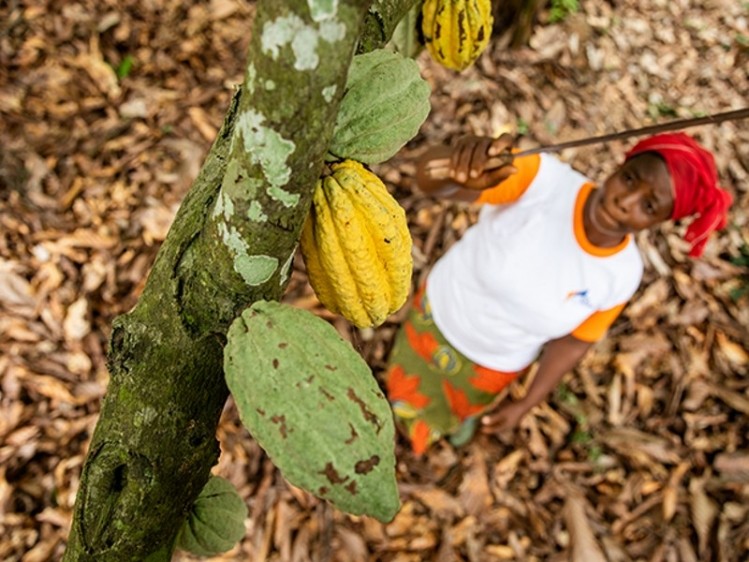 Cocoa farms have the potential to become more productive and more regenerative, the Rainforest Alliance webinar heard. Pic: Nestle