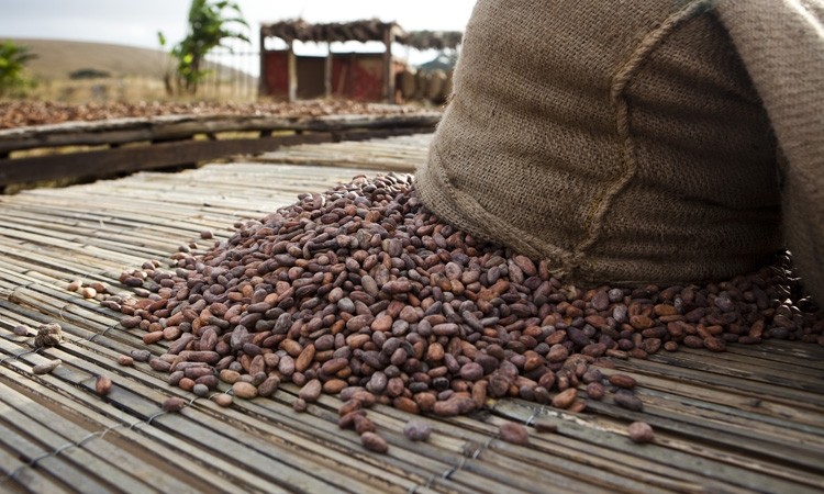 Single origin, sustainable cocoa is becoming more in demand. Pic: Cargill