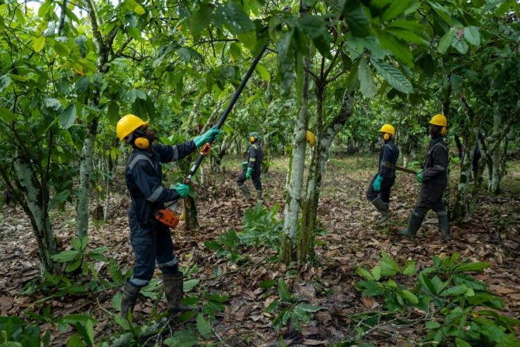 Cocoa farmers working for Barry Callebaut as part of its Forever Chocolate sustainability programme. Pic: Barry Callebaut