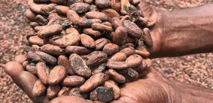 Mighty Earth claims that 30-40% of cocoa is still untraceable. Pic: Mighty Earth