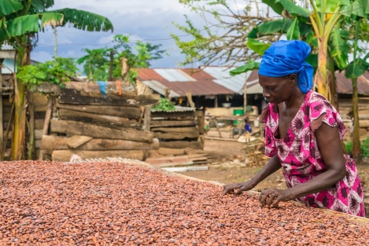 A Fairtrade cocoa farmer in Ghana. Pic: Fairtrade