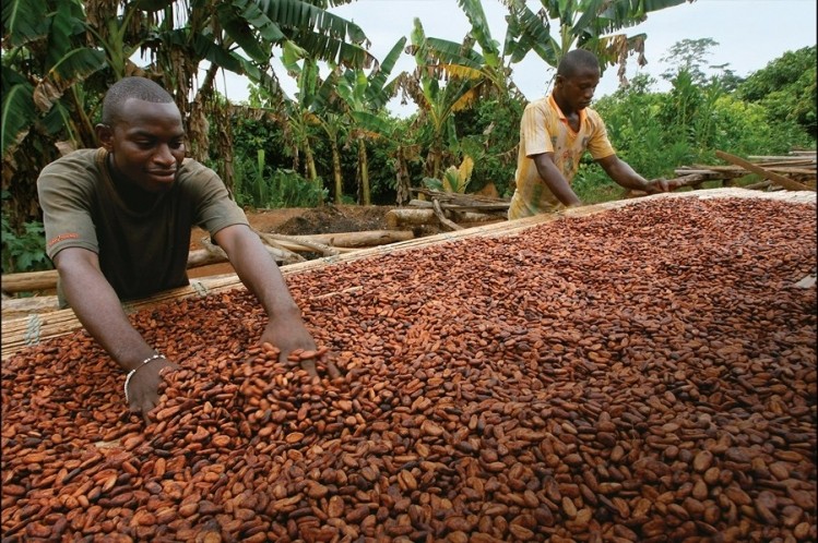 Cocoa farmers in the Cocoa Horizons programme are now benefitting from digital payments for their beans. Pic: Cocoa Horizons