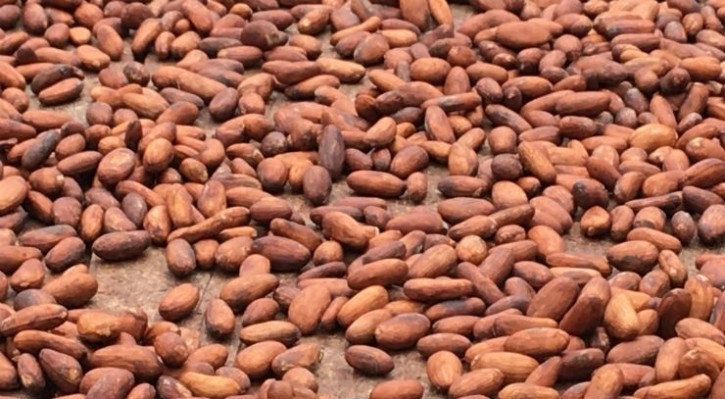 Cocoa beans hit a price high after fears of a harvest deficit. Pic: CN
