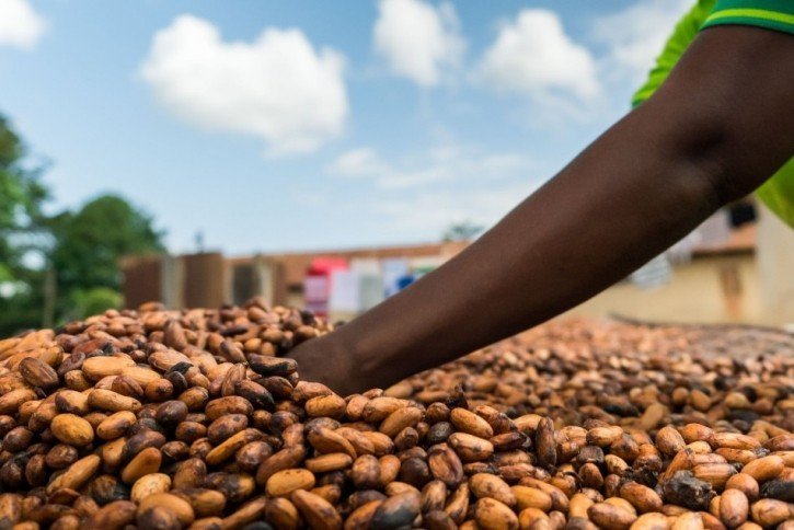 The chocolate industry is being urged to pay more to cocoa farmers for their beans. Pic: Fairtrade International