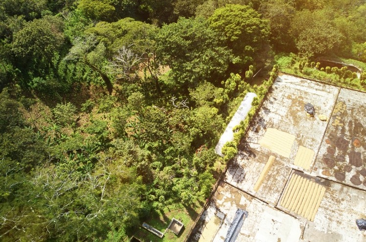 Remote-sensing technology could gather significant, relevant data 'more quickly, cheaply and precisely – and for more farmers,' says the Rainforest Alliance. Photo: Getty Images / dimarik