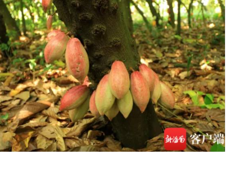 China's first crop of cocoa pods. Pic: Chinese Academy of Tropical Agricultural Sciences