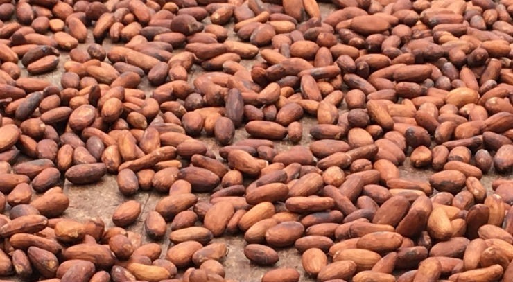 Supressed demand and scaled up production has affected the price of cocoa beans on the markets. Pic: CN