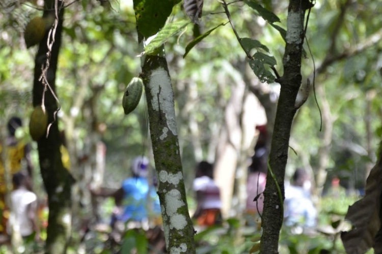Mondelēz is one of the few companies including farmer income in its certification program. Pic: Cocoa Life