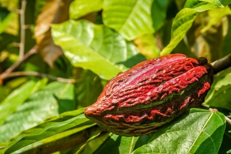 The percentage of sustainably sourced cocoa beans from Indonesia will be included in the next Forever Chocolate progress report. Pic: ©GettyImages/Pawopa3336