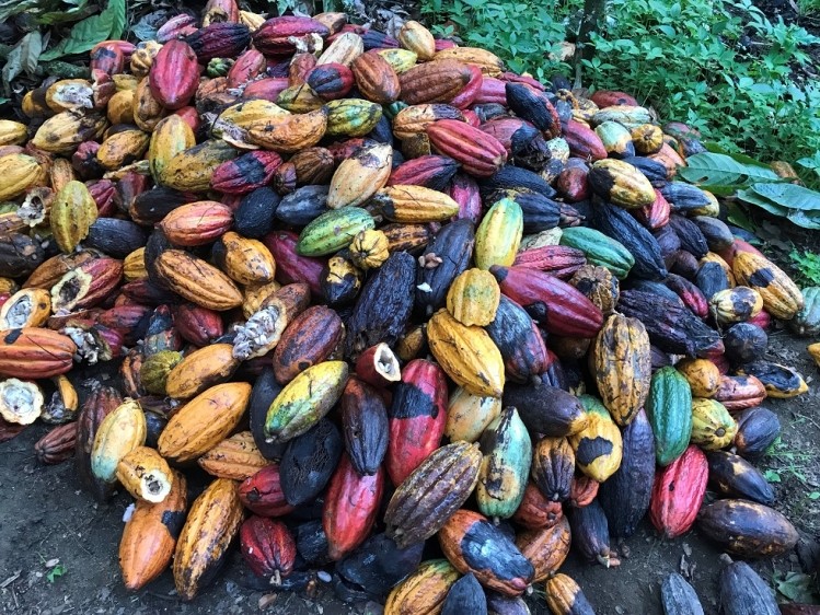 Diseased cocoa beans discarded on a farm in the state Bahia of Brazil.  Photo: CN