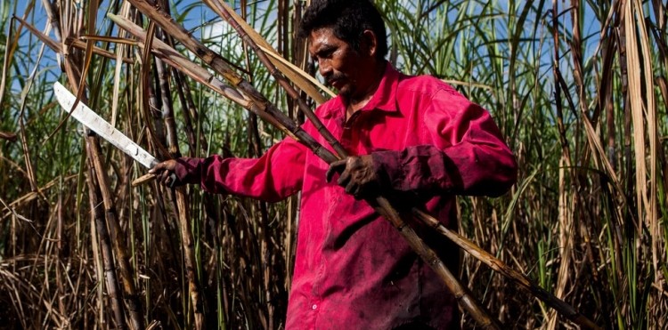 Sugar cane accounts for 40% of exports from Belize. Pic: Fairtrade Foundation