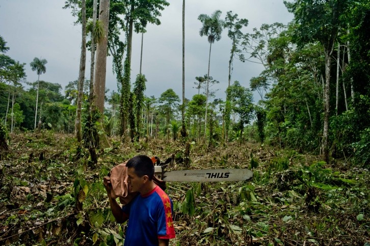 New EU regulations is supposed to halt deforestation. Pic: Global Forest Watch
