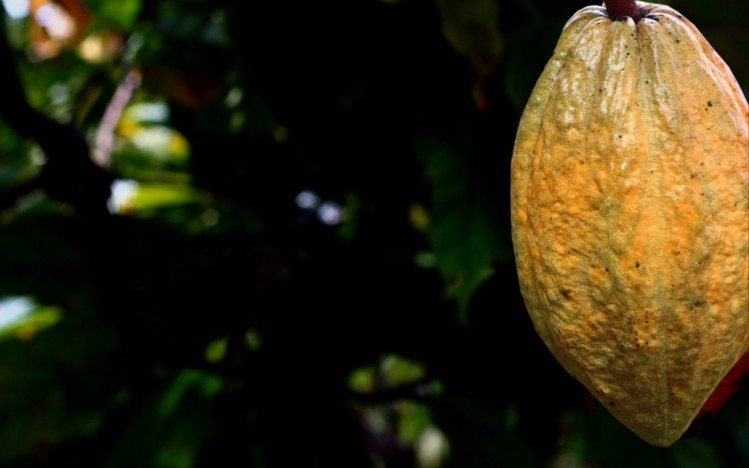 Chocoa is organising online discussions on cocoa sustainability before its key meeting in 2024. Pic: ECA