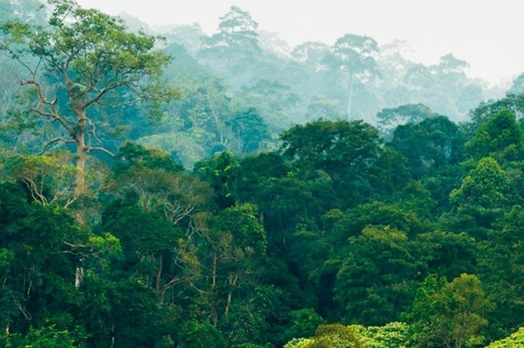 The Cocoa Coalition urges the all stakeholders to thrash-out a long-term agreement to end deforestation in West Africa. Pic: Rainforest Alliance
