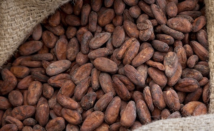 Ferrero said it has managed to trace over 95% of its total cocoa beans back to the farms. Pic: Ferrero