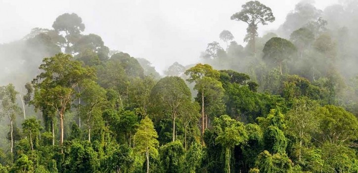 The Cavally project led to a significant reduction in deforestation, according to experts. Pic: Nestlé