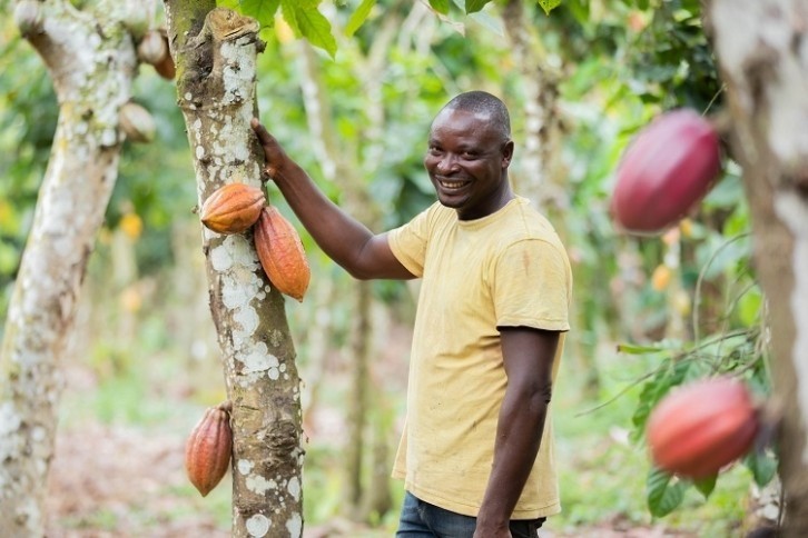 Nestlé has trained and equipped farmers to prune their cocoa trees. Pic: Nestlé 