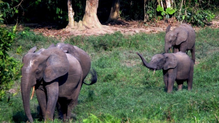 Nouabalé-Ndoki National Park is a  stronghold for critically endangered forest elephants and other wildlife. Pic: Olam International