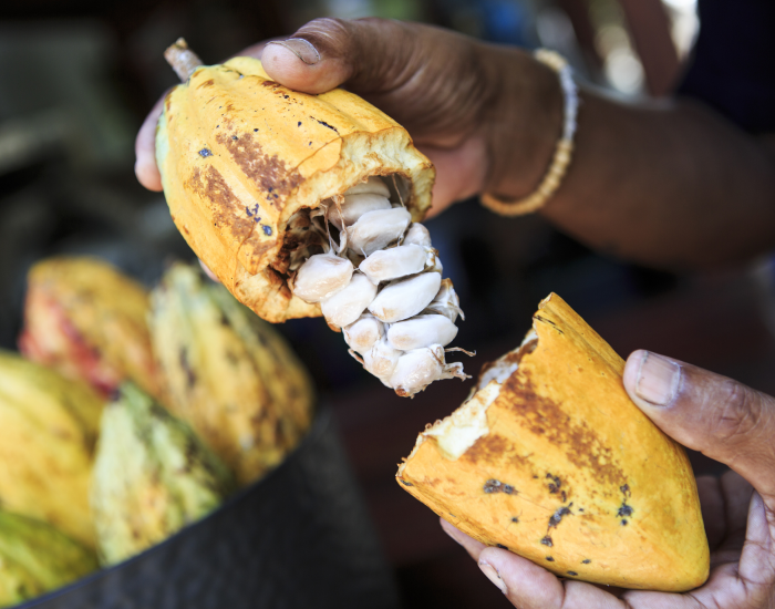 Cabosse Naturals, part of Barry Callebaut, is increasing whole fruit utilisation in cocoa / Pic: GettyImages-Dwart