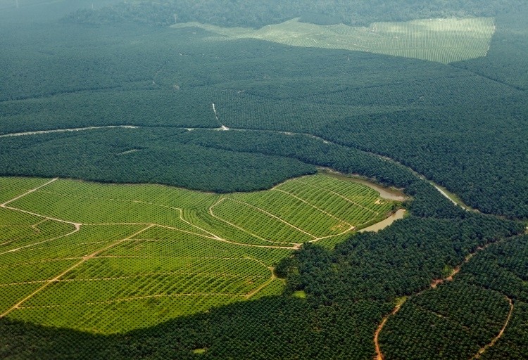 In an effort to stamp out deforestation once and for all, governments are taking action. But are there unintended consequences to these regulations? GettyImages/Vaara