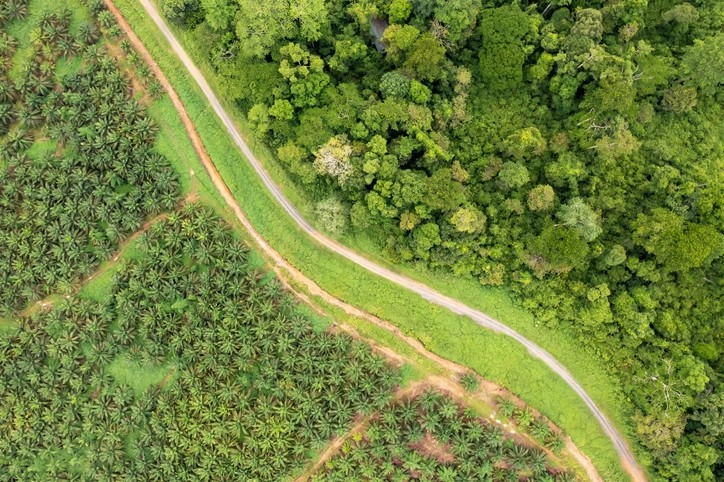 Palm oil plantation at the edge of tropical rainforest. Image: Getty/Cn0ra