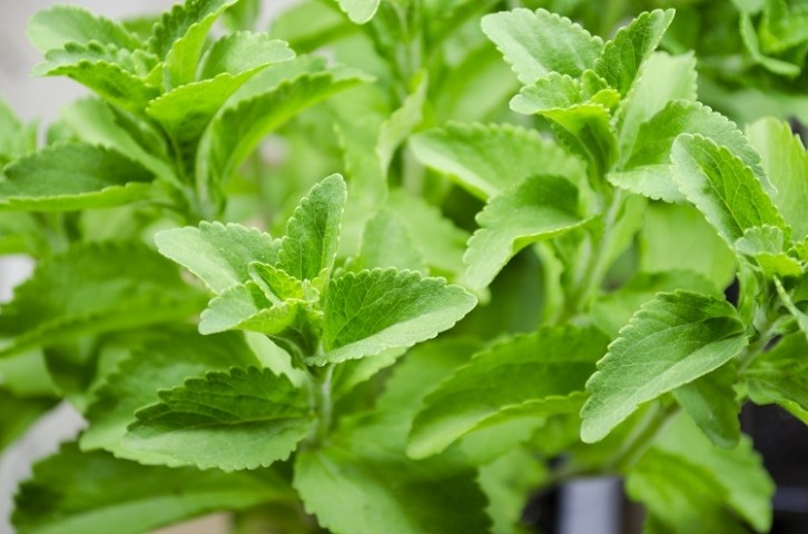Avansya does not make EverSweet by extracting glycosides from the stevia leaf (pictured), but by using yeast to convert simple sugars into sought-after glycosides Reb M and Reb D. GettyImages/Linda Hall