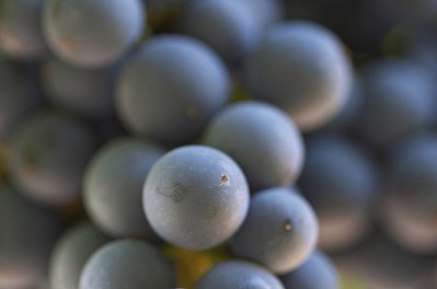 Scientists still searching for method to control release of antioxidants in grape juice for candies
