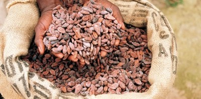 Indonesian deputy trade minister: “Given that cocoa bean demand for domestic processing is increasing significantly, we have to review our current import policy."