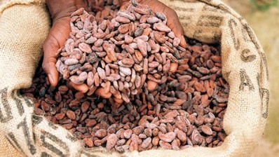 Cocoa grind Europe slumps