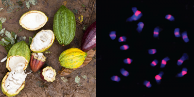 Mars has potentially cracked the code to securing the future of the cocoa crop. Photo credit (cocoa chromosome):Nature Genetics 
