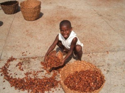 Almost 820,000 children in the Ivory Coast and over 997,000 kids in Ghana were found to be working on cocoa-related activities in 2007/2008, according to Tulane University