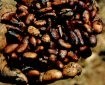 Cocoa foundation outlines sustainability goals