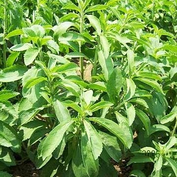 New moves in US stevia supply