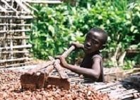 An estimated 284,000 children work on cocoa farms in West Africa, according to studies. Photo Credit: ILRF