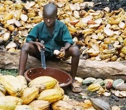 Thousands of children work on uncertified cocoa farms in West Africa. Photo credit: ILRF
